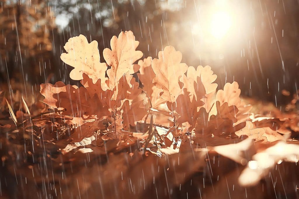 close up of a leafy plant in the rain, which are EV chargers weatherproof