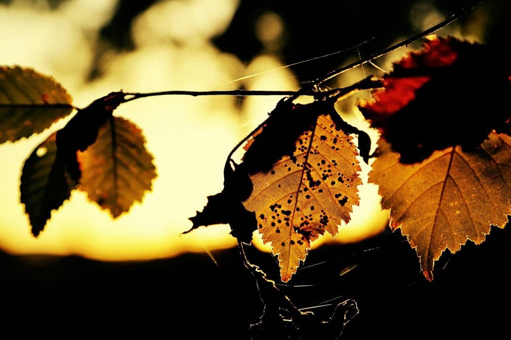 bunch of leaves hanging from a wire, symbolizing the importance of sustainability in discussions about EV charging costs in the UK